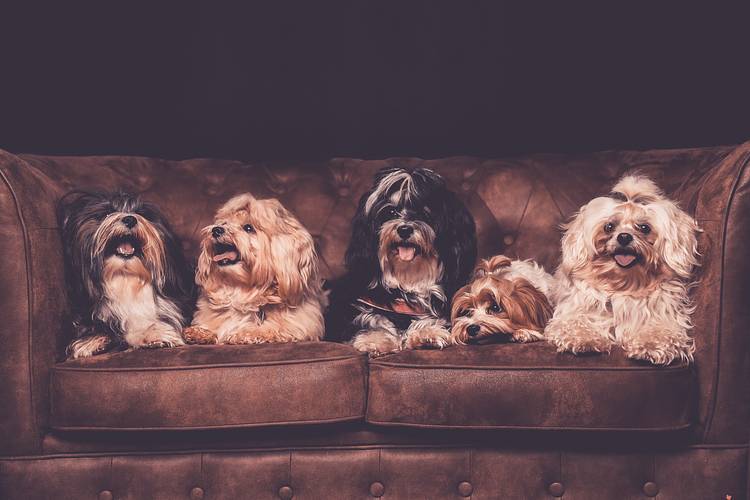 Tier-Fotoshooting, egal ob Hund, Katze, Maus oder Exot